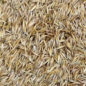 Grass Seed